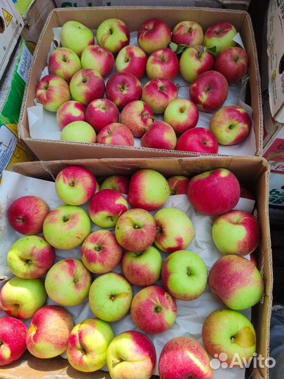 Яблоки оптом
