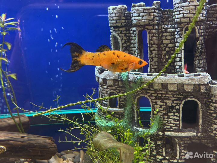 Моллинезия