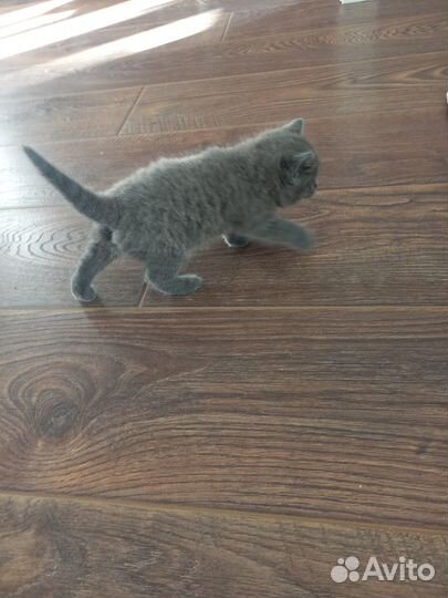 Кошечка светло - серенькая в дар доброму человеку