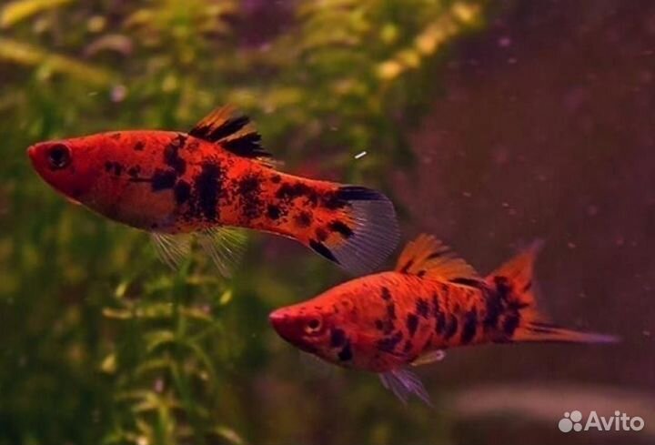 Аквариумные рыбки