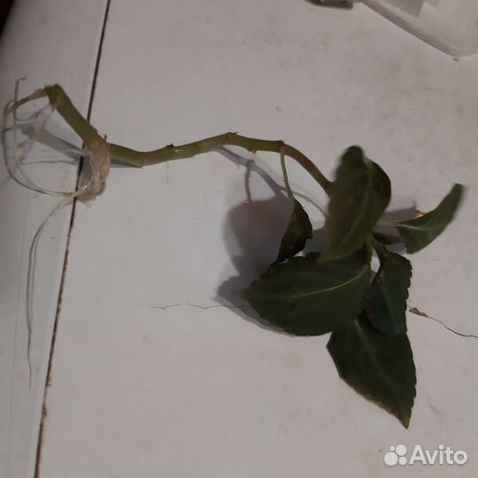 Бальзамин ванька мокрый