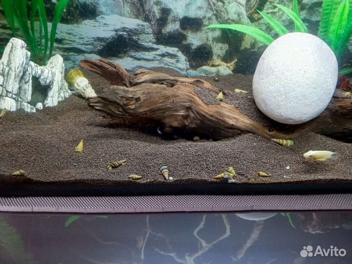 Улитки Геркулес