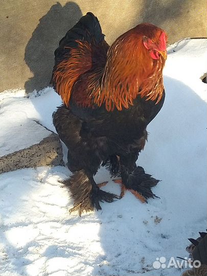 Петух брама