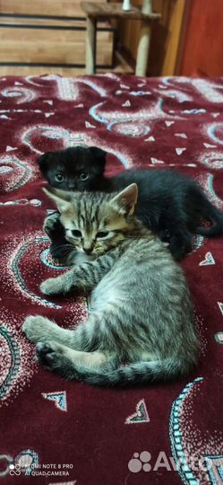 Котята в добрые руки