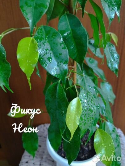 Фикус взрослый Неон