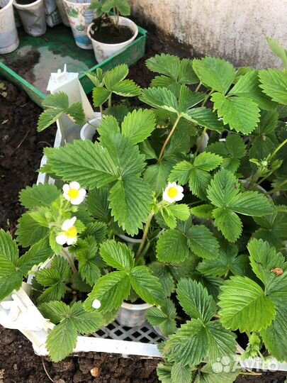 Земляника ремонтантная и клубника