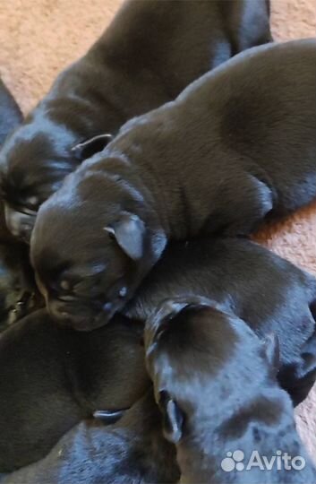Щенки лабрадора