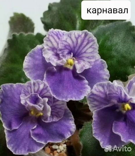 Детки сортовых фиалок
