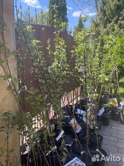 Саженцы яблонь, возраст 2 года. Полукарлик