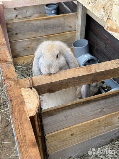 Кролики породы французский баран
