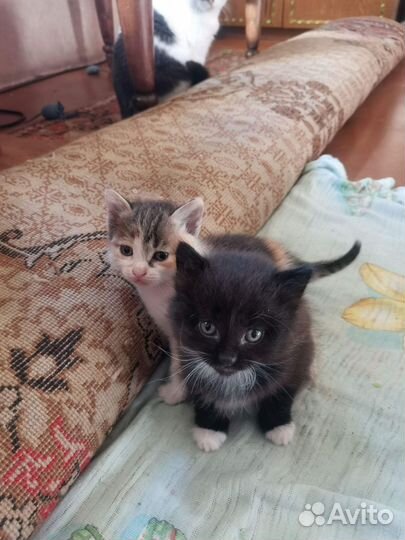 Котята ищут дом