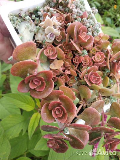 Седум корал риф, суккуленты и кактусы