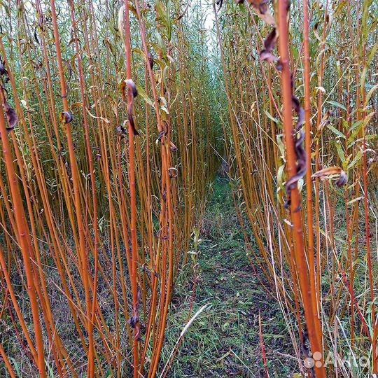 Черенок сортовой ивы Американка гигантская