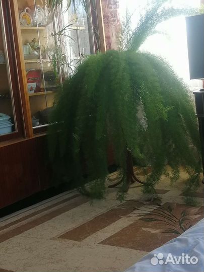 Аспарагус мейера