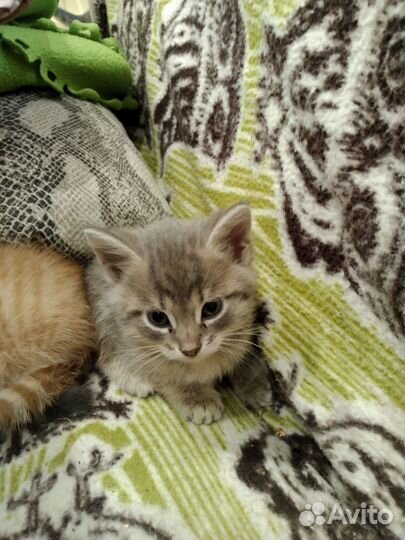 Скоттиш страйт