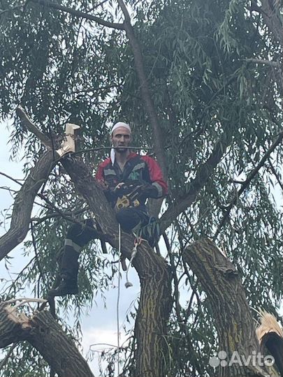 Спил деревьев/Расчистка учасклв