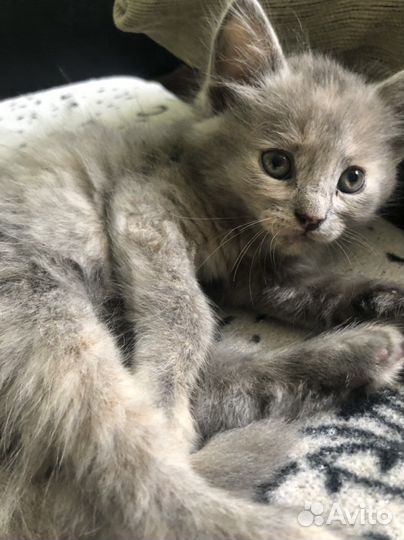 Котята девочки