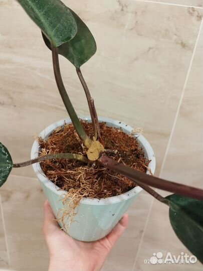 Филодендрон Рэд Конго