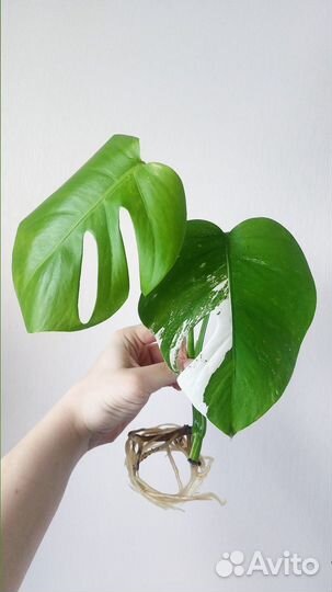 Монстера Альба вар