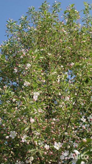 Растения для сада в Розово-Сиреневых тонах