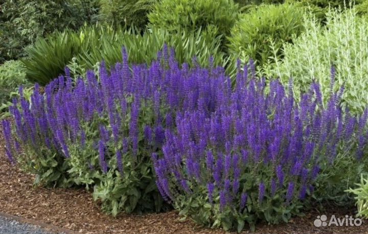 Семена шалфея дубравного