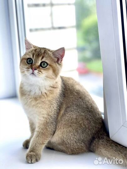 Золотая британская шиншилла ny11