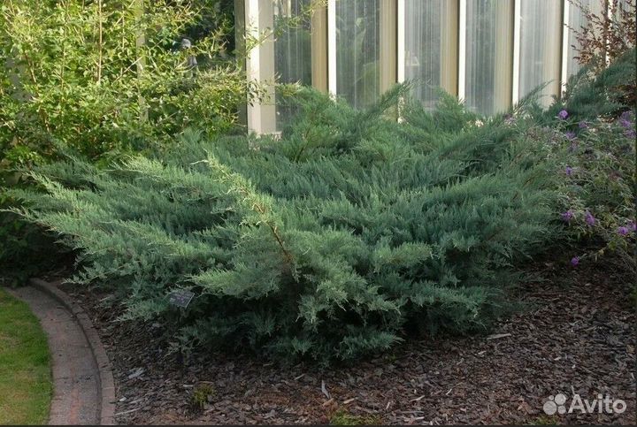 Можжевельник виргинский