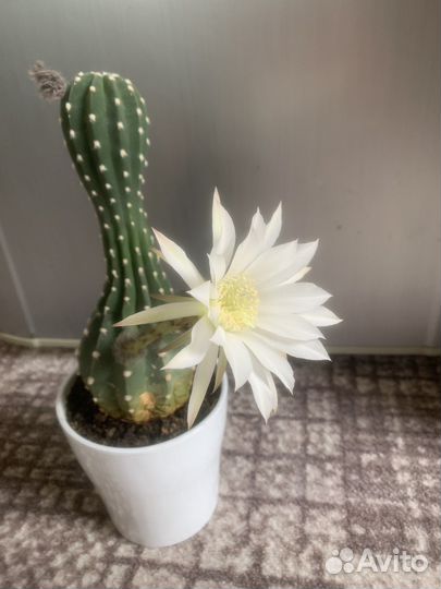 Кактусы и суккуленты