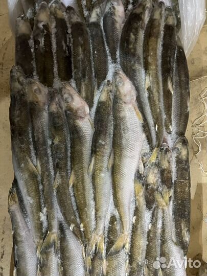 Корюшка нр 20-21см свежемороженная
