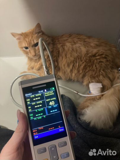 Ветеринарный врач на дом Круглосуточно 24/7