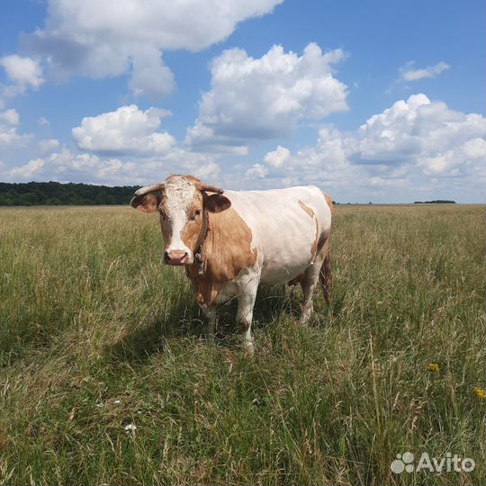 Продам корову