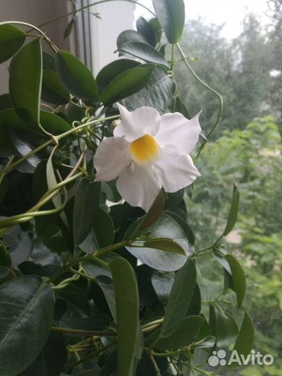 Диплодения