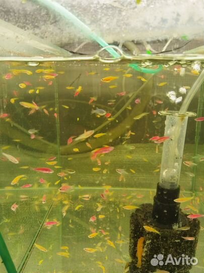 Аквариумные рыбки, аквариум