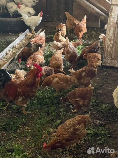 Курицы несушки 6 месяцев