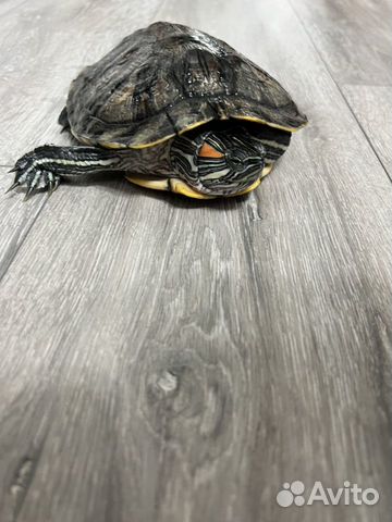 Черепаха красноухая объявление продам