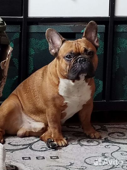Вязка (кобель)