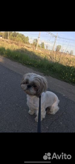 Кабель Ши-тцу ищет невесту для разовой вязки