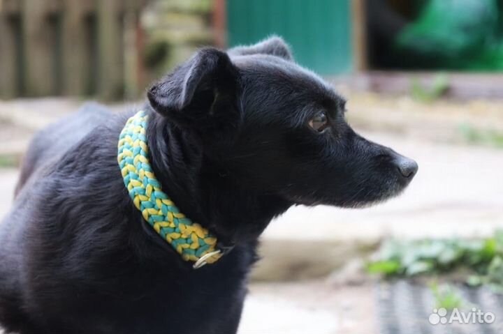 Отдам маленькую собачку