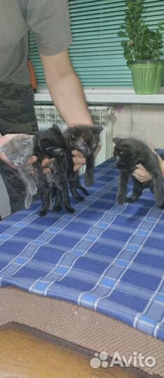 Отдам котят
