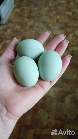 Инкубационное яйцо кур лакеданзи сильверудд