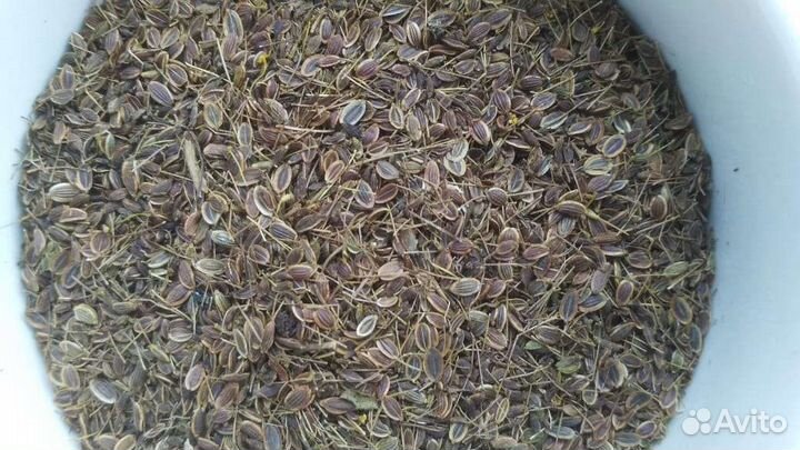 Семена укропа