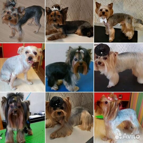 Стрижка собак породы Йоркширский терьер