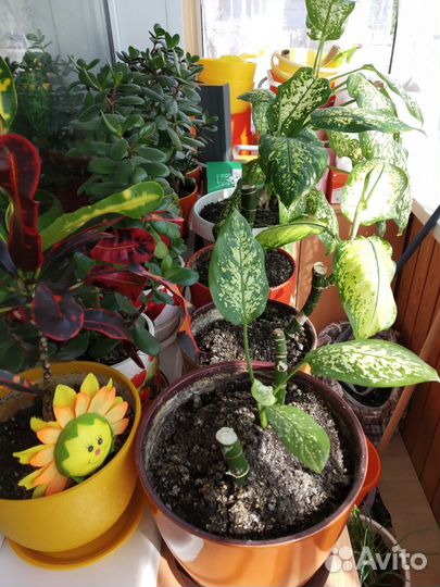 Дифенбахия