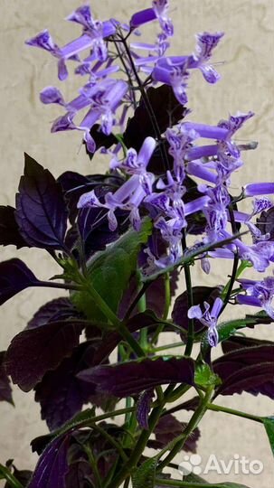 Плектрантус моно лавандер цветок