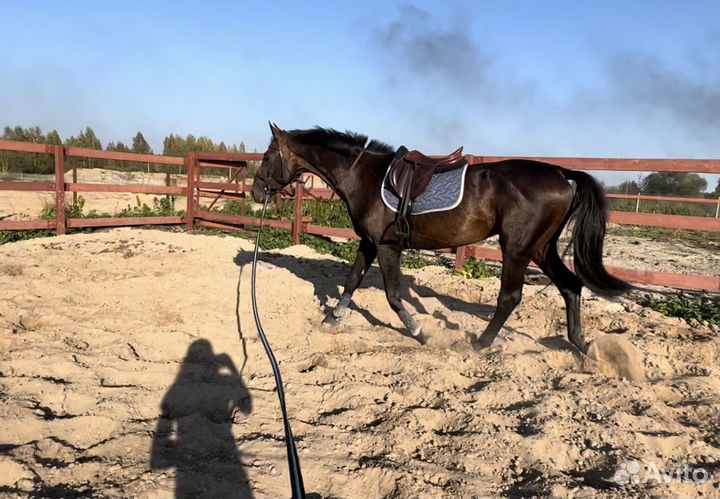 Жеребец - производитель