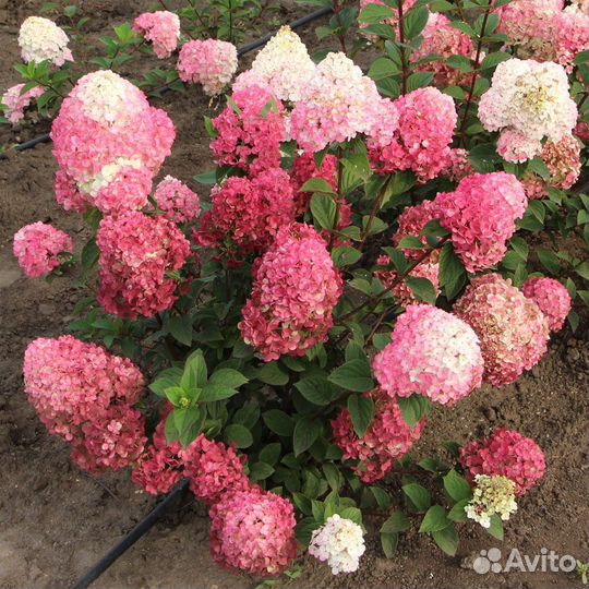 Гортензия Самарская лидия