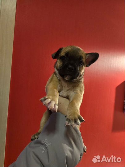 Отдам в добрые руки