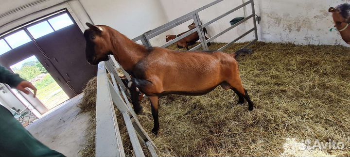 Альпийские козлики, козлы