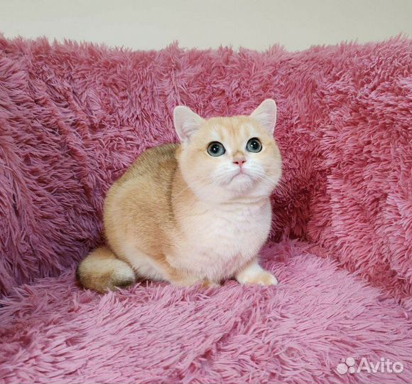 Британский золотой котик