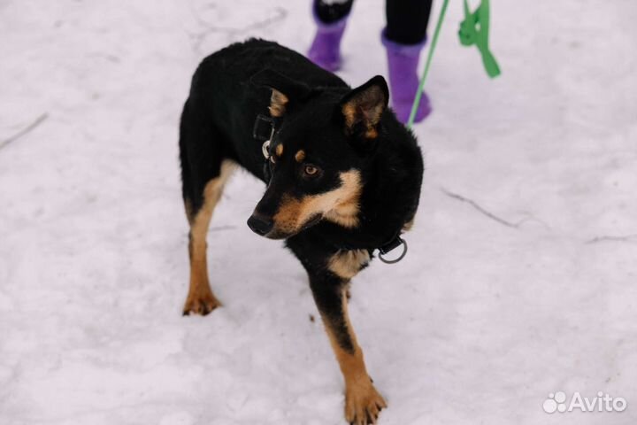 Молодой пёс из приюта ждёт семью